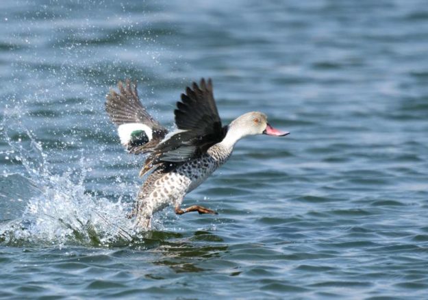 Cape Teal - Marievale