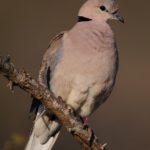 Cape Turtle Dove - Imfolozi
