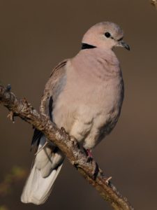 Cape Turtle Dove - Imfolozi