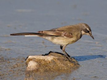Cape Wagtail - Imfolozi