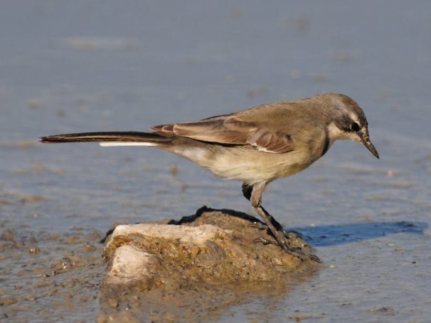 Cape Wagtail - Imfolozi