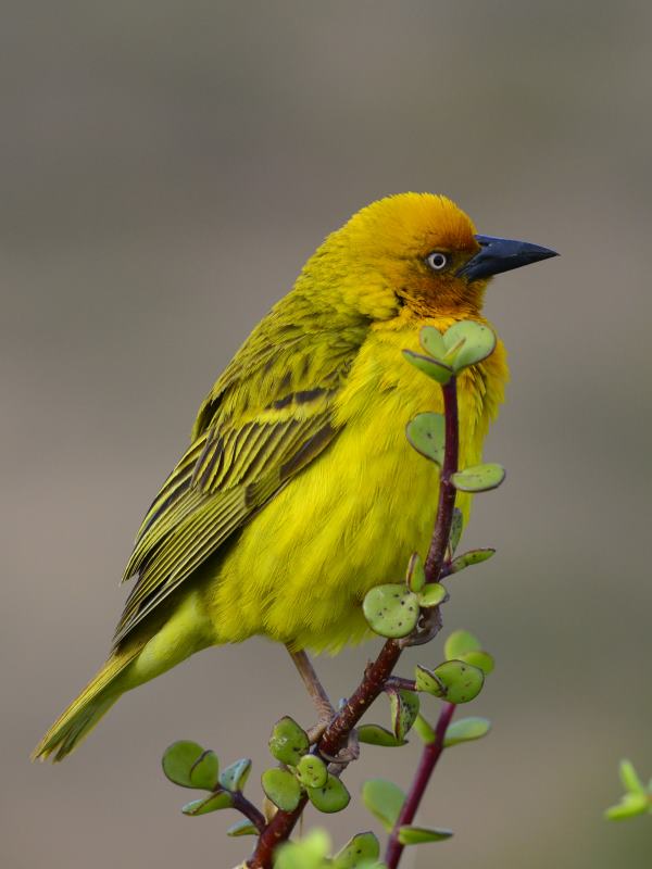 Cape Weaver - Addo