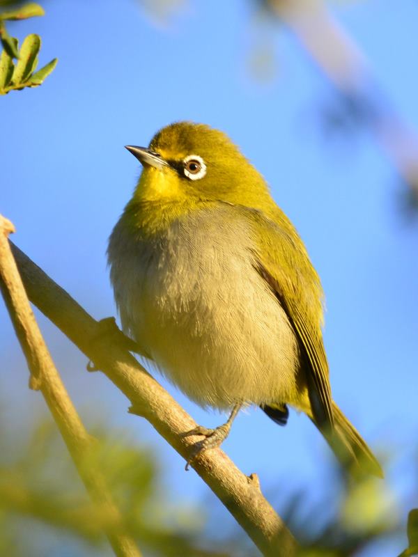 Cape White-Eye - Addo