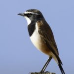 Capped Wheatear - Piketberg
