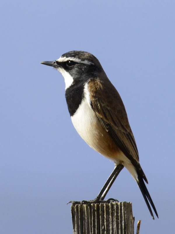 Capped Wheatear - Piketberg