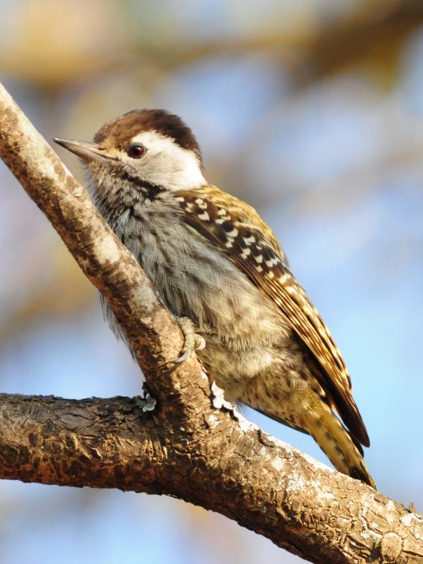 Cardinal Woodpecker - Hlane