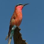 Carmine Bee Eater 1 - Chobe