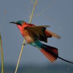 Carmine Bee Eater 3 - Chobe