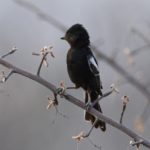 Carp's Tit - Halali