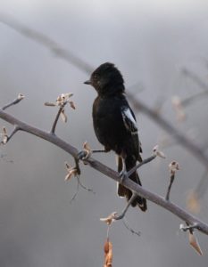 Carp's Tit - Halali