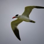 Caspian Tern - Barberspan
