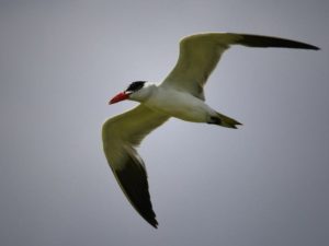 Caspian Tern - Barberspan