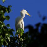 Western Cattle Egret - Nchalo
