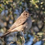 Chat Flycatcher - Kgalagadi