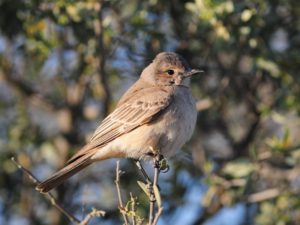 Chat Flycatcher - Kgalagadi