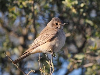 Chat Flycatcher - Kgalagadi