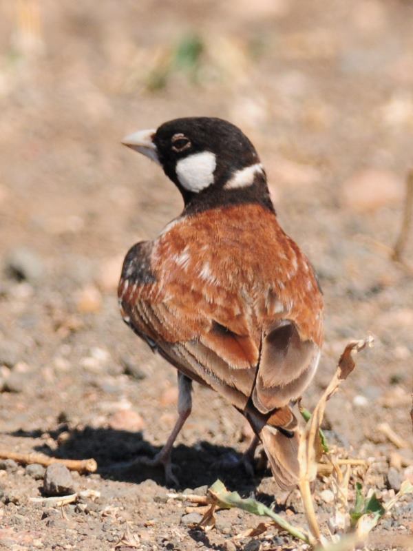 Chestnut-Backed Sparrowlark - Kruger
