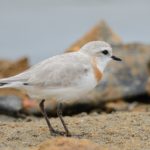Chestnut-Banded Plover - Walvis Bay