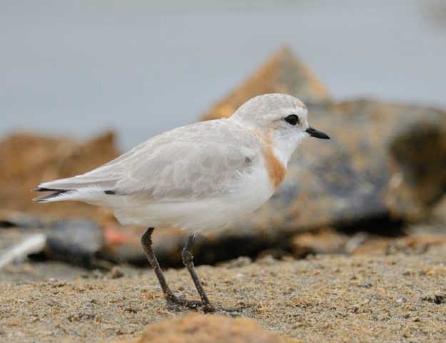 Chestnut-Banded Plover - Walvis Bay