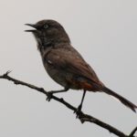 Chestnut-Vented Titbabbler