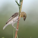 Chestnut Weaver Female - Kunene