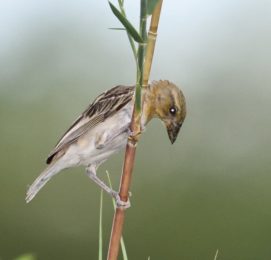 Chestnut Weaver Female - Kunene