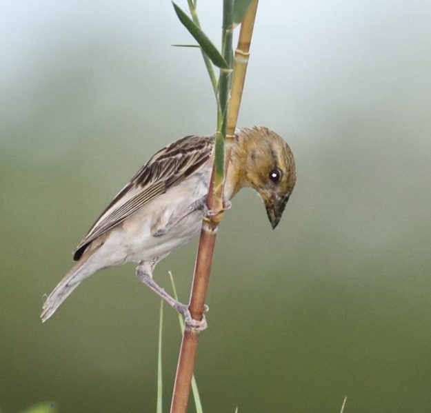 Chestnut Weaver Female - Kunene