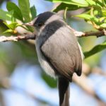 Chirinda Apallis - Bvumba