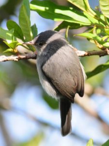 Chirinda Apallis - Bvumba