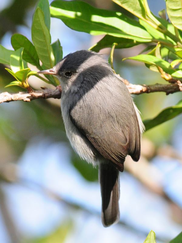 Chirinda Apallis - Bvumba