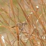 Chirping Cisticola - Kwando River