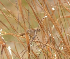 Chirping Cisticola - Kwando River