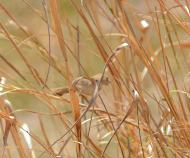 Chirping Cisticola - Kwando River