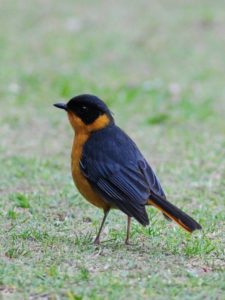 Chorister Robin-Chat - Giants Castle