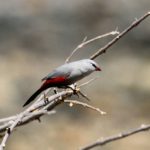 Cinderella Waxbill - Kunene