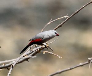 Cinderella Waxbill - Kunene