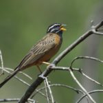 Cinnamon Breasted Bunting - Pilanesberg