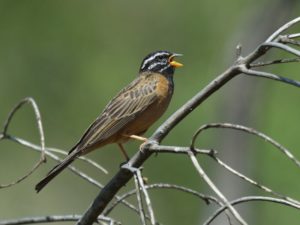 Cinnamon Breasted Bunting - Pilanesberg
