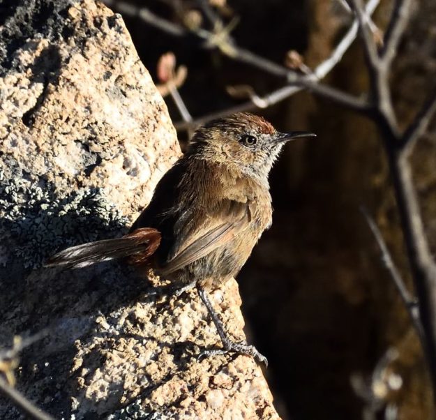 Cinnamon breasted Warbler - Goegap
