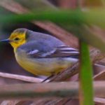 Citrine Wagtail - Strandfontien Sewerage Park