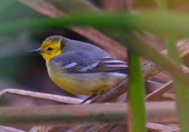 Citrine Wagtail - Strandfontien Sewerage Park