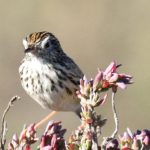 Cloud Cisticola - Tienie Versveld