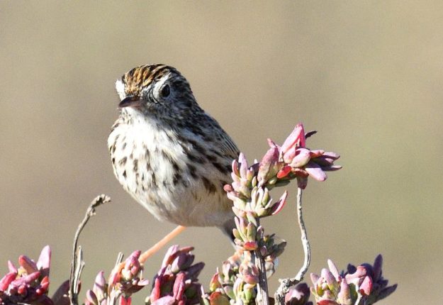 Cloud Cisticola - Tienie Versveld