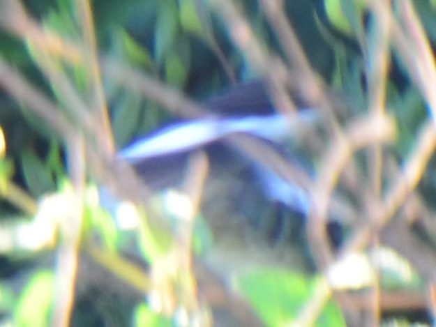 Collared Flycatcher - Rusape