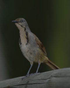 Collared Palm Thrush - Chobe