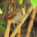 Collared Palm Thrush - Nchalo