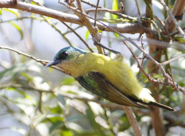 Collared Sunbird - Mkhuze