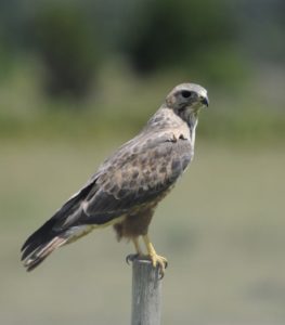 Common Buzzard - Heidelberg