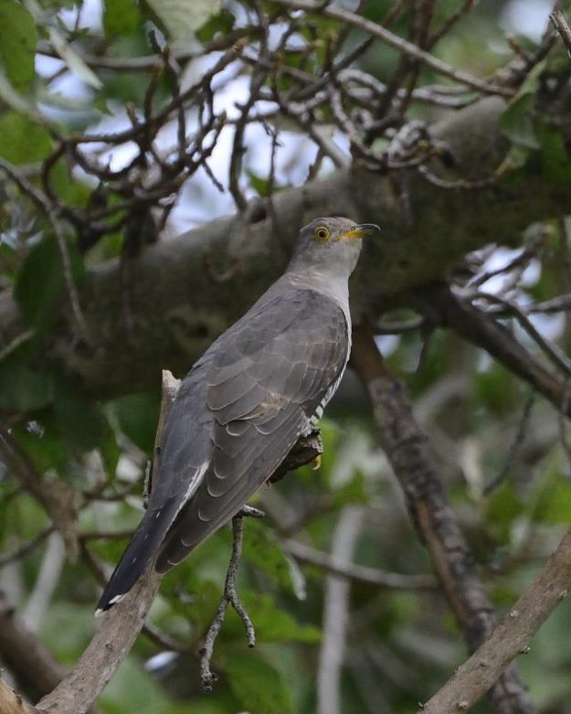 Common Cuckoo - Chobe