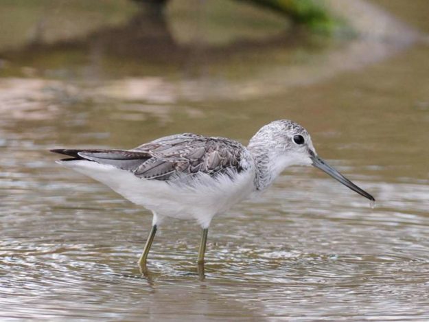 Common GreenShank - Lichtenburg